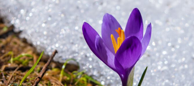 Immer wieder kommt ein neuer Frühling